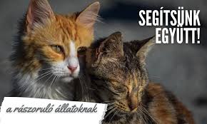 Adománygyűjtés a Zöld Mancsok Lébényi Állatvédő és Természetvédő Egyesület részére @ Kónyi Deák Ferenc Általános Iskola